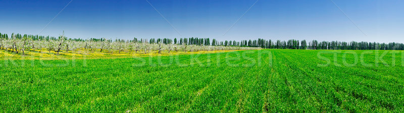Serenity green field and garden in spring. Stock photo © lypnyk2