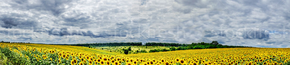 Plantation of golden sunflowers. Stock photo © lypnyk2