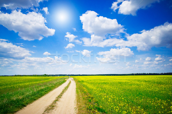 Amazing yellow field of rapeseeds and the blue sky with clouds. Stock photo © lypnyk2