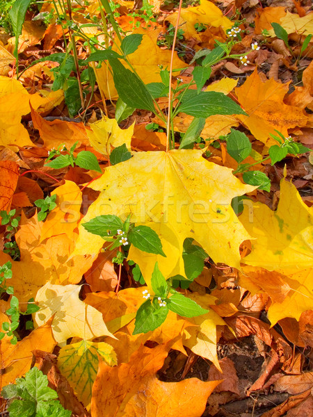 Fioritura piccolo impianti meraviglioso autunno colorato Foto d'archivio © lypnyk2