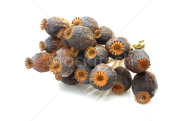 Poppy heads. Stock photo © lypnyk2