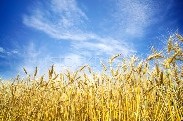 [[stock_photo]]: Or · blé · ciel · bleu · été · vue