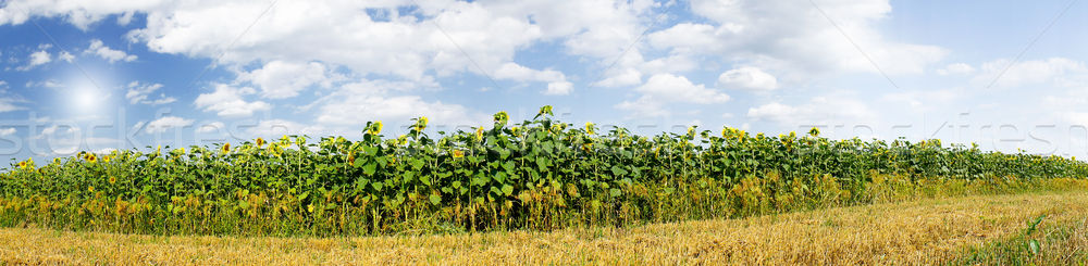 Stockfoto: Prachtig · panoramisch · veld · zonnebloemen · zomertijd