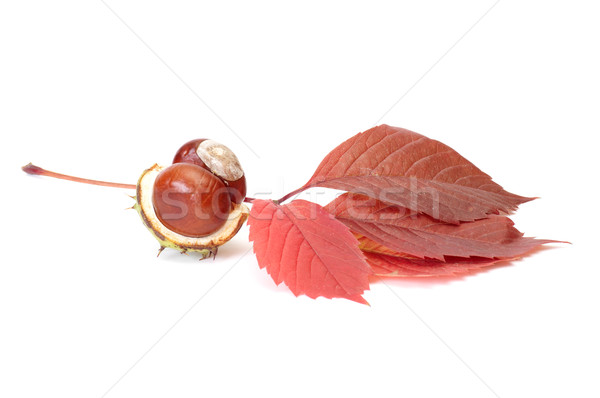 Autumn view of chestnuts and leaves on a white. Stock photo © lypnyk2