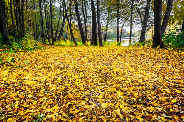 Abschied Herbst wunderbar golden Hain See Stock foto © lypnyk2