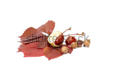 Fun acorns and leaves with chestnuts. Stock photo © lypnyk2