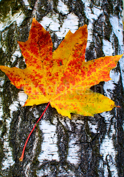 Golden-yellow maple leaf on bark of birch tree . Stock photo © lypnyk2