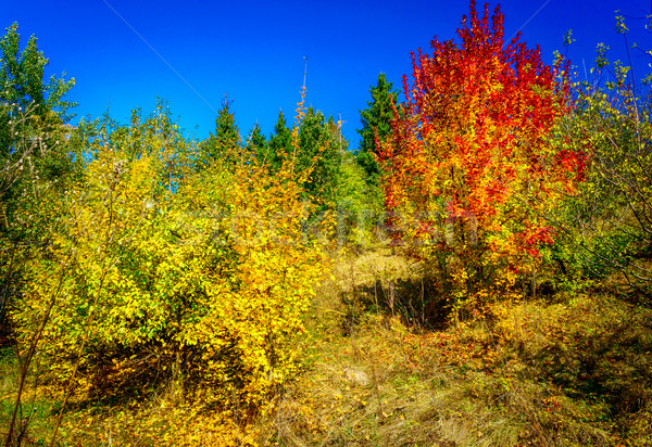 Wonderful golden autumn in the nice copse. Stock photo © lypnyk2