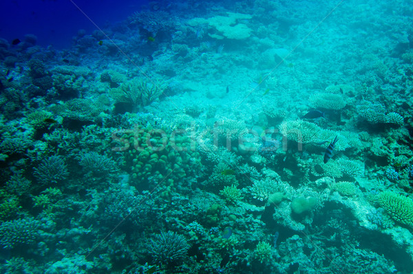 Mondo mar rosso subacquea panorama pesce Ocean Foto d'archivio © lypnyk2