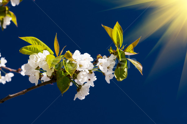 Fantastic beams above  image of blooming cherry. Stock photo © lypnyk2