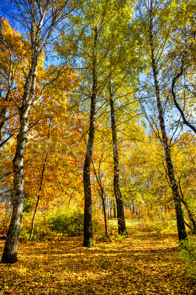 Vivid autumn grove. Stock photo © lypnyk2