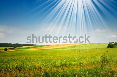 Splendid  spring field. Stock photo © lypnyk2