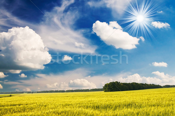 Stock photo: Green wheat and beautiful blue sky.