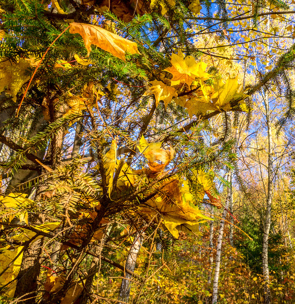 Autumn in the forest. Stock photo © lypnyk2