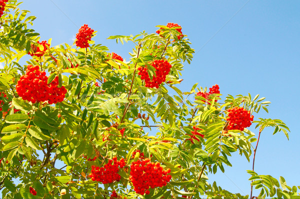 Blue sky and tree of ripe rowanberry. Stock photo © lypnyk2