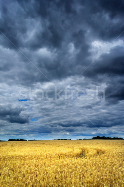 Thunderstorm  above wheat field. Stock photo © lypnyk2