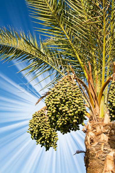 Date palm with green unripe dates. Stock photo © lypnyk2