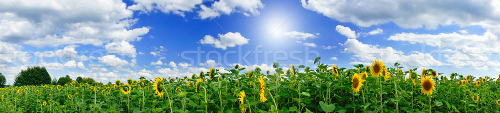 Floarea soarelui plantatie minunat panoramic vedere Imagine de stoc © lypnyk2