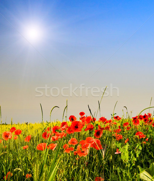 Wunderbar Mohnblumen Spaß Sonnenstrahlen Sommer Bereich Stock foto © lypnyk2