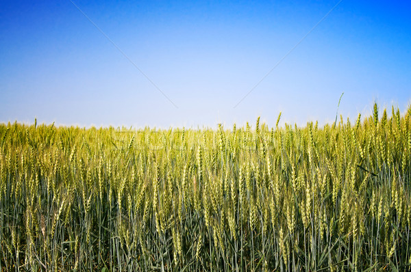 Field of wheat early morning by summer. Stock photo © lypnyk2