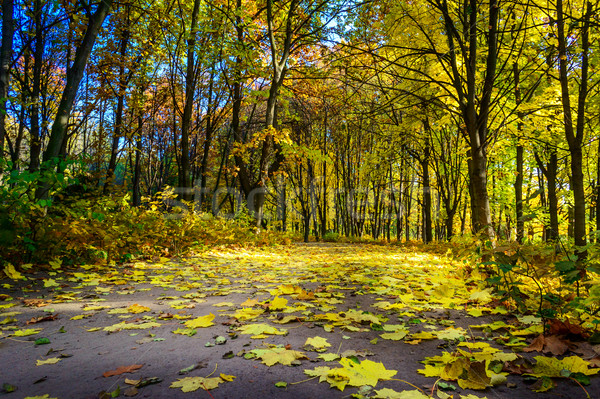 Road covered autumns by foliage. Stock photo © lypnyk2