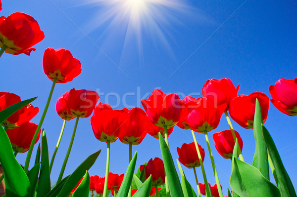 Pretty tulips  by springtime.  Stock photo © lypnyk2