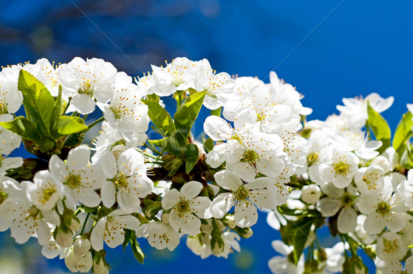 Splendid  image of blooming cherry. Stock photo © lypnyk2