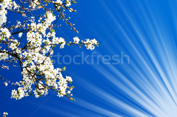 Bild Blüte Pflaume fantastisch Sonnenstrahlen Baum Stock foto © lypnyk2