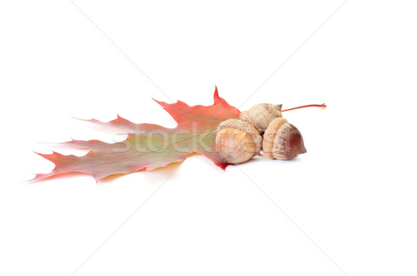 Colorful leaf and acorns on a white. Stock photo © lypnyk2