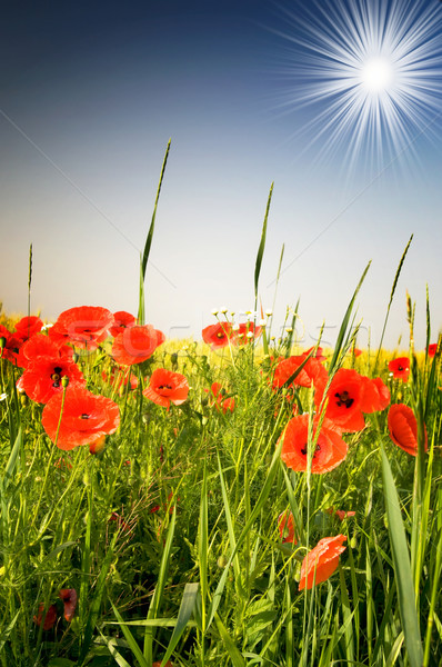 Maravilloso amapolas diversión rayos de sol verano campo Foto stock © lypnyk2