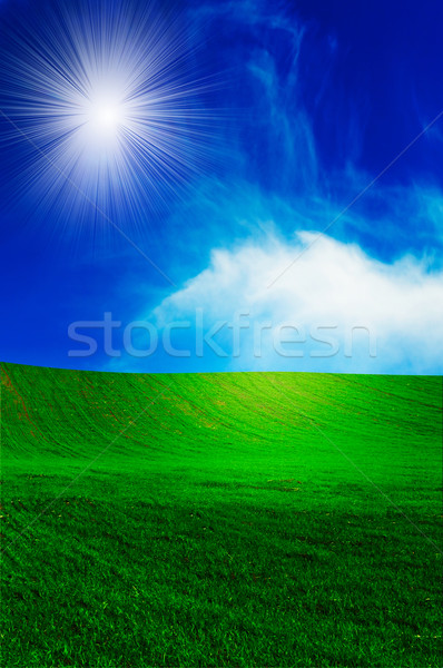 Stockfoto: Veld · voorjaar · groene · groeiend · tarwe