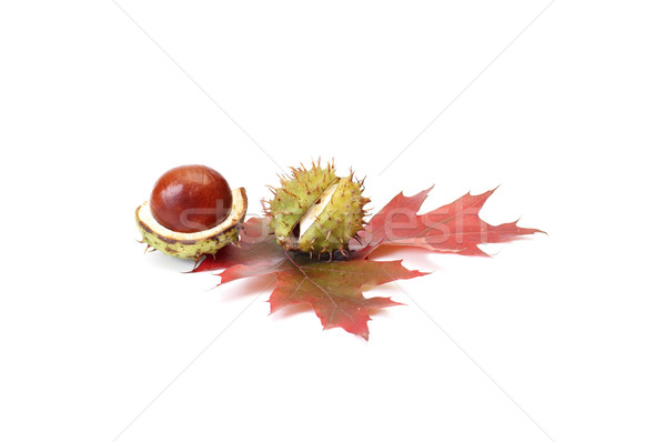 Colorful autumn leaves and chestnuts. Stock photo © lypnyk2