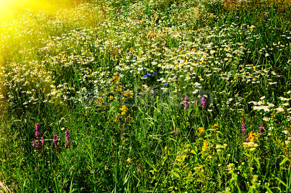 Silence camomiles and sun.  Stock photo © lypnyk2