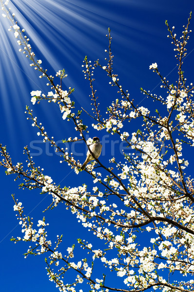 Wróbel zdumiewający słońce śliwka wiosną Zdjęcia stock © lypnyk2