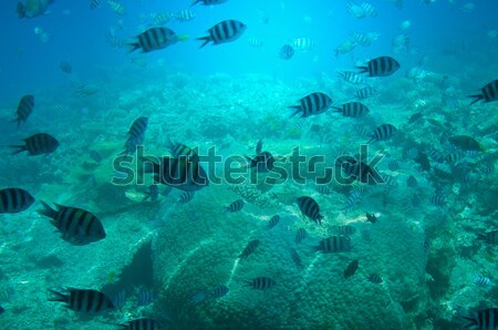 Stock fotó: Vízalatti · tájkép · Vörös-tenger · világ · hal · tenger
