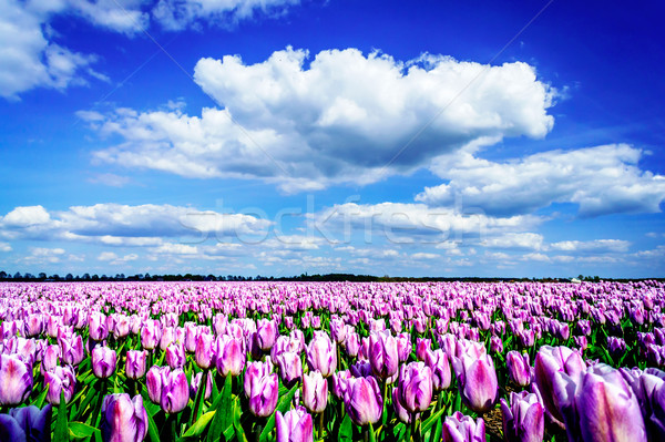 Magnificent field of tulips in Holland. Stock photo © lypnyk2