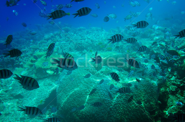 Subaquático paisagem mar vermelho mundo peixe mar Foto stock © lypnyk2