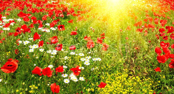 Stock photo: Green meadow early summer morning.