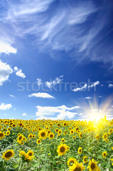 Sunflowers field by summertime. Stock photo © lypnyk2