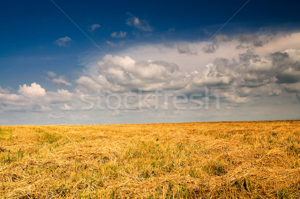 Alan buğday şaşırtıcı mavi gökyüzü beyaz bulutlar Stok fotoğraf © lypnyk2