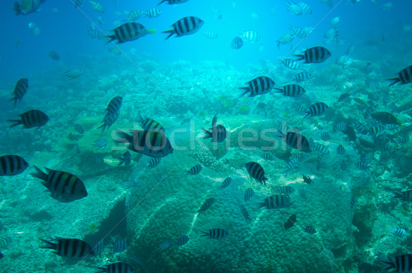 Astonishing undersea world of Red sea. Stock photo © lypnyk2