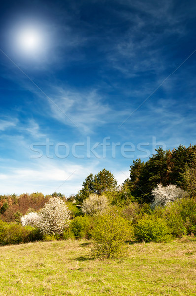 Beautiful sun above spring forest by spring. Stock photo © lypnyk2