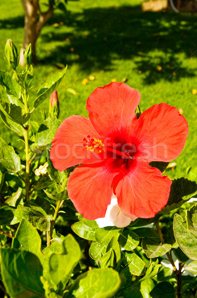 Wonderful flower of hibiscus. Stock photo © lypnyk2