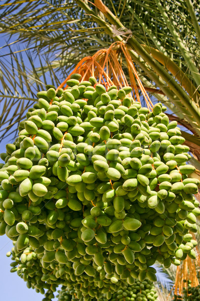 Stock photo: Date palm with green unripe dates.
