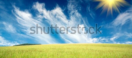 Nice oats field. Stock photo © lypnyk2
