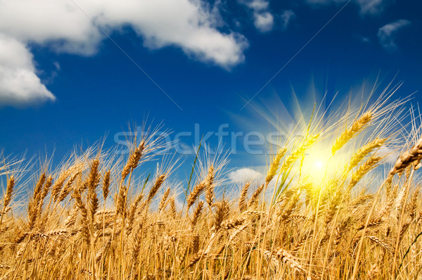 Summer view of ripe wheat. Stock photo © lypnyk2