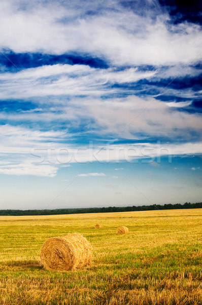 Field, three bales and amazing blue sky with white clouds. Stock photo © lypnyk2