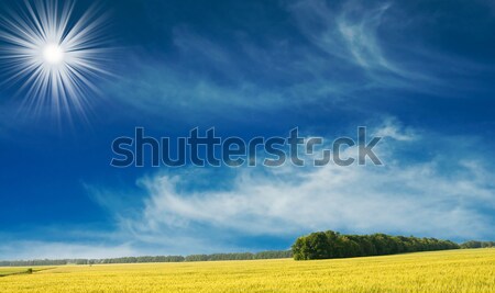 Grâu frumos Blue Sky galben câmp Imagine de stoc © lypnyk2
