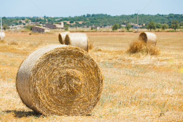 Yellow haystack Stock photo © macsim