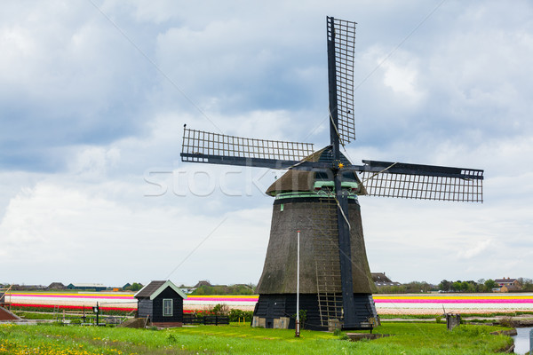 Dutch windmill Stock photo © macsim